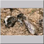 Andrena vaga - Weiden-Sandbiene 04.jpg